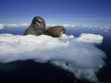 Two Bull Walruses Rest on a Drifting Piece of Pack Ice in Foxe Basin