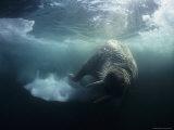 Atlantic Walrus in a World of Constantly Shifting Pack Ice