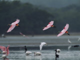 Roseate Spoonbills in Flight over a Coastal Lagoon