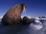 Walrus Pup Takes a Short Plunge into Foxe Basin