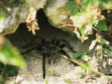 Tarantula Hiding under Rocks