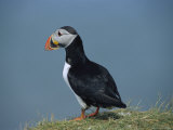 Atlantic Puffin Perches on a Grass-Covered Cliff
