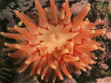 A Pink Sea Anemone Colors the Rocky Bottom of the Gulf of Maine