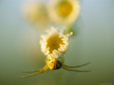 A Crab Spider Hangs onto a Daisy Flower