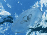 A Jellyfish Swims Near the Surface of the Sea