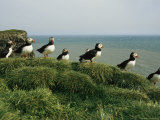 Buy A Group of Atlantic Puffins Perch on a Grass-Covered Cliff at AllPosters.com