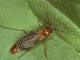An Adult Male Glowworm Beetle on a Leaf