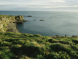 A Group of Atlantic Puffins Perch on a Grass-Covered Cliff