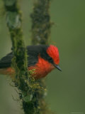 A Galapagos Vermillion Flycatcher Perched on a Moss-Covered Branch