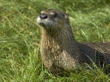 Adult, Male North American River Otter