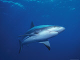 A Caribbean Reef Shark Cruising in Clear Blue Waters