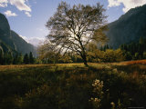 Buy View of a Meadow in Yosemite National Park at AllPosters.com