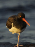 An Oystercatcher Standing on One Leg Near the Shore