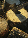 An Axe Cleaves to the Center of a Wooden Log