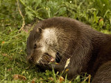Adult, Male European Otter Eats a Crayfish