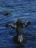 Gannet Bird and Seal