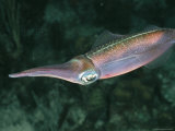 A Caribbean Squid Shows Its Iridescent Colors
