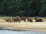 Capybaras Walk on the Shoreline of the Rio Negro