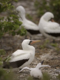 A Group of Masked Boobies and a Chick