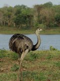Common Rhea at the Fazenda Barranco Alto