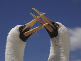 A Pair of Masked Boobies Courting