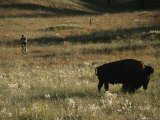 A Cyclist Rides Near a Buffalo in Custer State Park