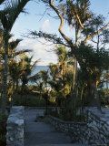 Buy Stone Walls Lining a Stairway Flanked with Palm Trees at AllPosters.com