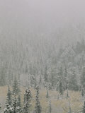 Autumn Snow Dusts Evergreen Trees in the Black Hills