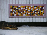 Buy A Dog Resting on a Sidewalk Near a Colorful Tile Mosaic at AllPosters.com