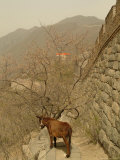 A Donkey Stands Next to the Great Wall of China