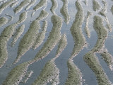 Buy Ripple-Patterned Tidal Flat at Low Tide at AllPosters.com