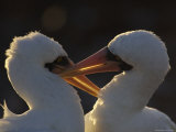 A Pair of Masked Boobies Courting
