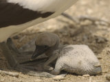 A Masked Booby Chick at Its Parents Feet