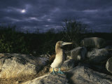 A Blue-Footed Booby on a Rock at Night