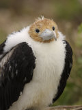 A Juvenile Great Frigatebird, Fregata Minor