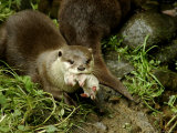 Adult Asian Short-Clawed River Otter Carries a Newborn