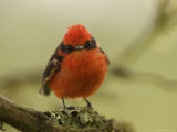 A Galapagos Vermillion Flycatcher Perched on a Lichen-Covered Branch
