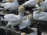 A Flock of Northern Gannets Roost on Cliffs Above the Atlantic Ocean