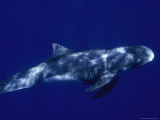 A Pygmy Killer Whale Swims in Clear Blue Water