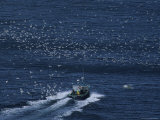 Northern Gannets Soar Above a Boat Cruising on the Atlantic Ocean