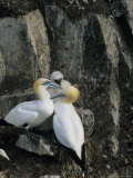 Northern Gannets and Chicks Roost on Cliffs Above the Atlantic Ocean