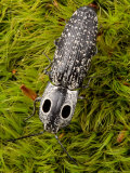 An Eyed Click Beetle, Alaus Oculatus, Crawling Over Moss