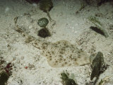A Well-Camouflaged Guitarfish on the Sea Floor off of Nicaragua
