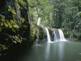 Rainforest View with Waterfall and Red Flowers
