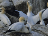 Northern Gannets and Chicks Roost on Cliffs Above the Atlantic Ocean