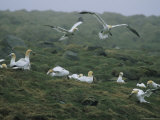 A Flock of Northern Gannets Forage on the Grass-Covered Cliffs
