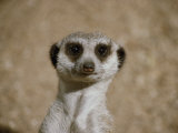 Portrait of a Captive Meerkat