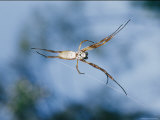 An Orb Weaving Spider in Its Web