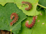 A Trio of Forester Caterpillars, Species Unidentified