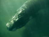 Detail of the Head of a Southern Right Whale